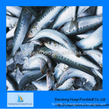 Congelados sardina mariscos en pescado multa calidad proveedor